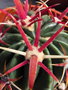 vignette Ferocactus latispinus