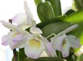 vignette dendrobium nobile