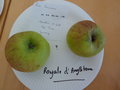 vignette Pomme 'Royale d'Angleterre'