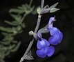 vignette Sauge - Salvia chamaedryoides var isochroma ('Silver Leaves')