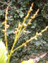 vignette reinhardtia simplex inflorescence