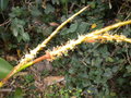 vignette chuniophoenix nana inflorescence