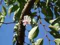 vignette Prunus Subhirtella 'autumnalis'