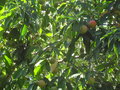 vignette Cornus capitata (fruits)