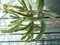 vignette Euphorbiaceae