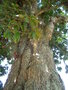 vignette Quercus insignis