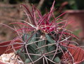 vignette Ferocactus acanthodes