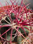 vignette Ferocactus acanthodes