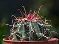 vignette Ferocactus wislizenii