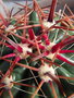 vignette Ferocactus wislizenii