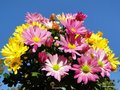 vignette Chrysanthmes,  Chrysanthemum