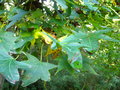 vignette liquidambar styraciflua var mexicana rboles arbustos raros