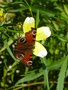 vignette Papillon Paon du jour sur Bidens aurea 'Hannay's Lemon Drop' fleur= Bidens heterophylla 'Hannay's Lemon Drop'