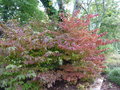 vignette Viburnum plicatum