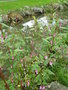 vignette Impatiens roylei = Impatiens glandulifera - Impatiens royale