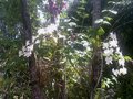 vignette oechide en fleurs sur le tronc du palmier