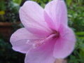 vignette hibiscus pedunculatus