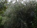 vignette Acacia pravissima au magnifique feuillage au 10 10 10