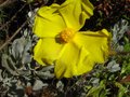 vignette Halimium atriplicifolium au 13 10 10