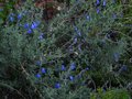 vignette Salvia jamensis ardoise bleue au 13 10 10