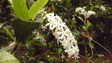 vignette petrea volubilis (à fleurs blanches)- verbenaceae