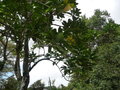 vignette hornea mauritiana - sapindaceae