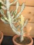 vignette Euphorbia lactea ''Grey Ghost ''