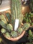 vignette Euphorbia horrida