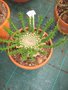 vignette Euphorbia gorgonis