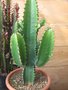 vignette Euphorbia ingens