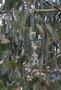 vignette Eucalyptus Niphophila (fleurs)
