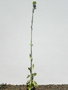 vignette Kalanchoe laciniata ssp. faustii