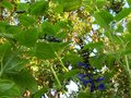 vignette Salvia guaranitica costa rica blue  au 17 10 10