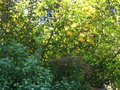 vignette Poncirus trifoliata bien citronné et bien accompagné au 17 10 10