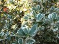 vignette Osmanthus heterophyllus argenteomarginatus au 17 10 10