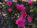 vignette Azalea japonica grandes fleurs doubles rose vif au 17 10 10