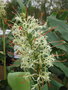 vignette Hedychium gracile