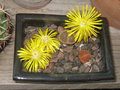 vignette Lithops  fleurs jaunes