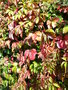 vignette Parthenocissus quinquefolia = Vitis quinquefolia - Vigne vierge.