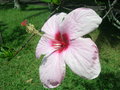 vignette hibiscus genevii- malvaceae