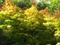 vignette Acer palmatum senkaki en début de couleur automnale au 18 10 10