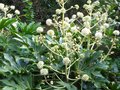 vignette Fatsia japonica au 18 10 10