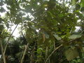 vignette Pterospermum acerifolium   . malvaceae