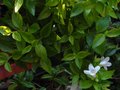 vignette Abelia grandiflora kaleidoscope au beau feuillage changeant au 17 10 10