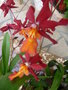 vignette orchidée : Burrageara Stephan Isler