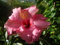 vignette hibiscus rosa sinensis hybride