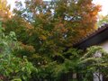 vignette Acer palmatum kamagata qui débute sa coloration d'automne au 18 10 10