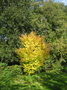 vignette couleurs d'automne au jardin d'evea (62)