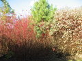 vignette couleurs d'automne au jardin d'evea (62)