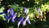 vignette frelons asiatiques sur Salvia atrocyanea